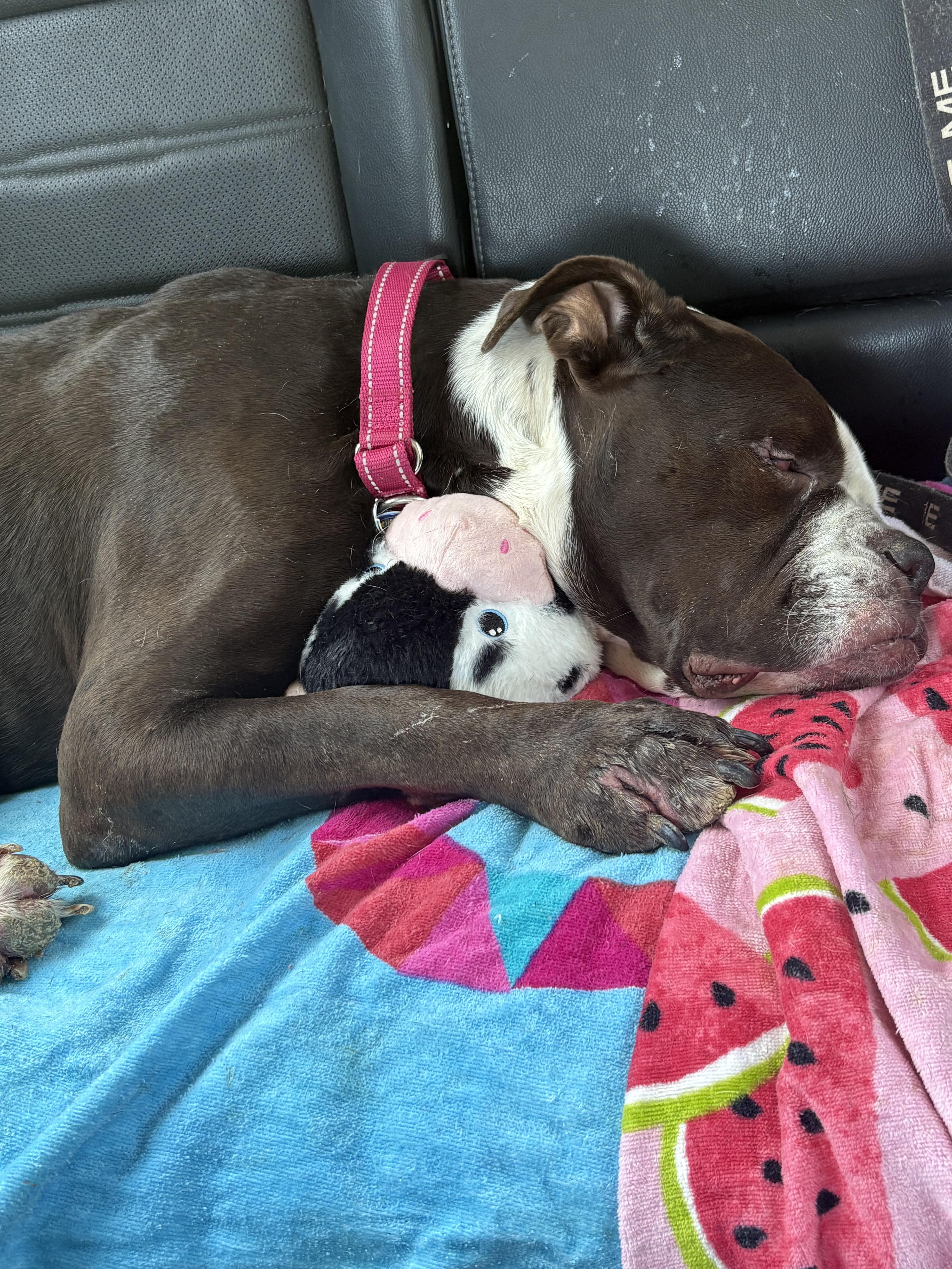 Enlarge Dolly, a Adoptable mixed breed in Severn, MD image 3/6