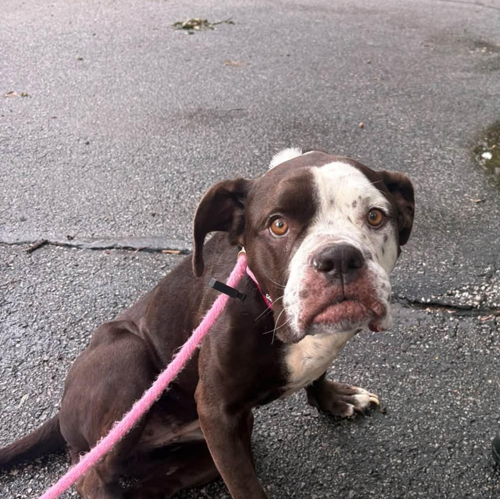Enlarge Dolly, a Adoptable mixed breed in Severn, MD image 6/6