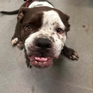 Enlarge Dolly, a Adoptable mixed breed in Severn, MD image 5/6