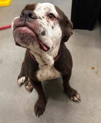 Enlarge Dolly, a Adoptable mixed breed in Severn, MD image 4/6