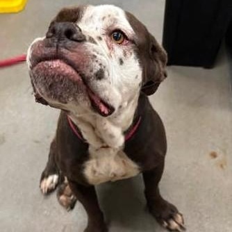 Enlarge Dolly, a Adoptable mixed breed in Severn, MD image 5/6