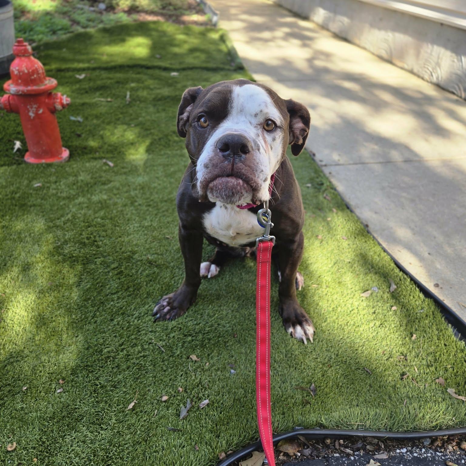 Enlarge Dolly, a Adoptable mixed breed in Severn, MD image 6/6