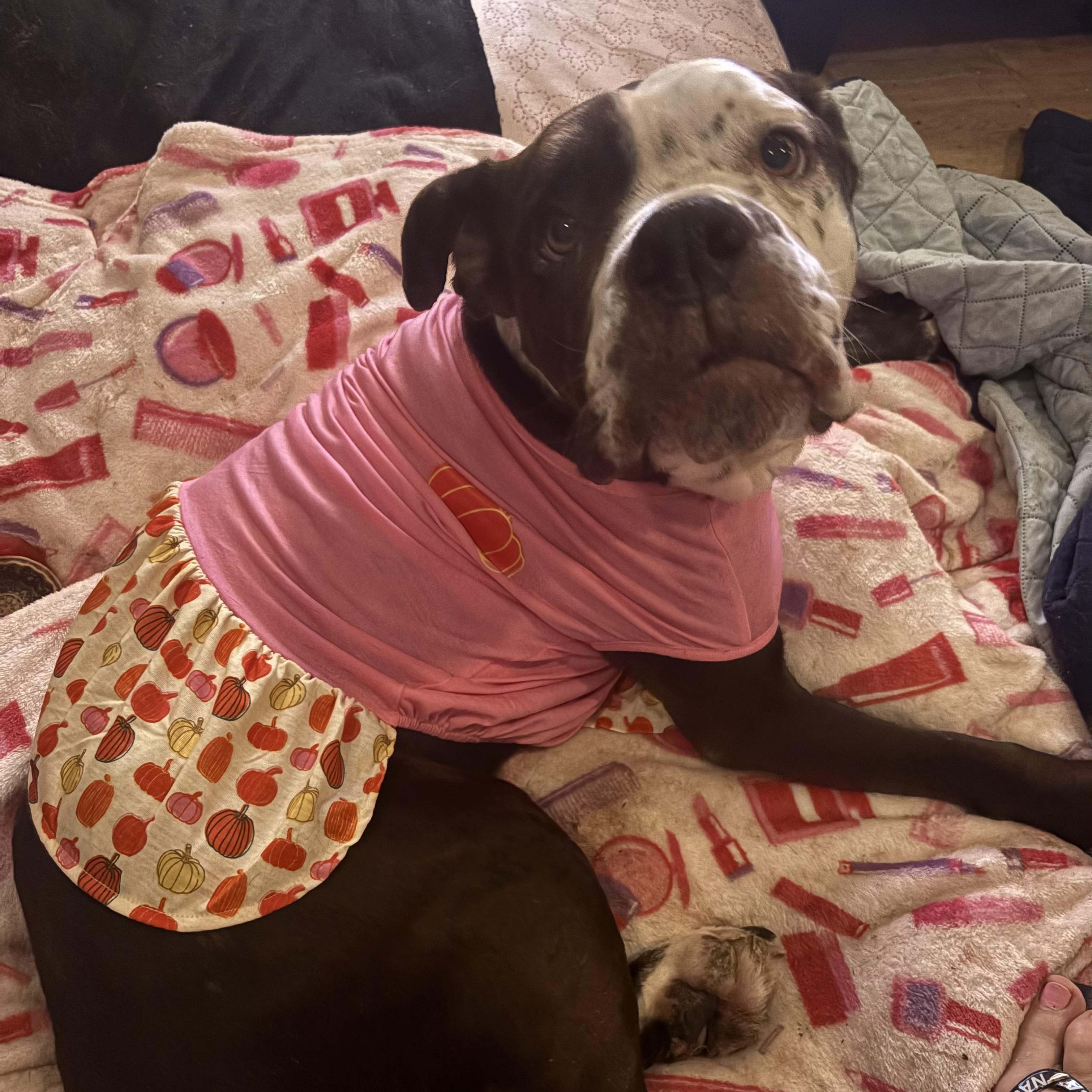 Dolly, Adoptable, Adult Female Mixed Breed & American Bulldog.