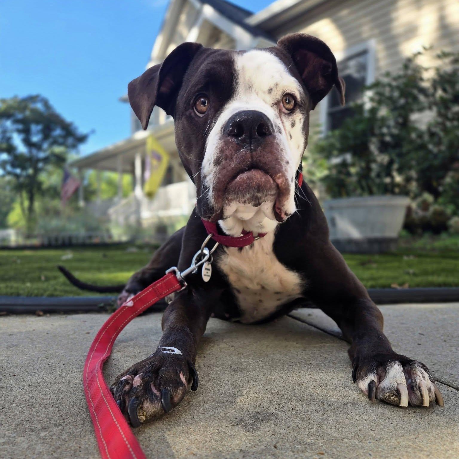 Dolly, Adoptable, Adult Female Mixed Breed & American Bulldog.