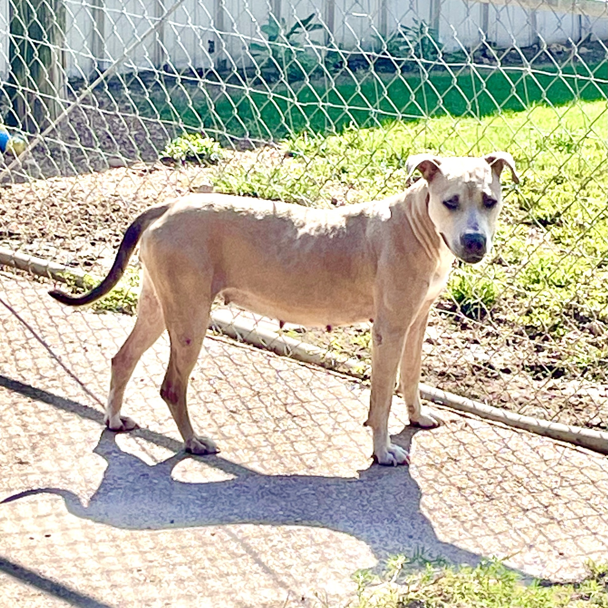 Enlarge Tillie, a Adoptable Mixed Breed in Southaven , MS image 6/6