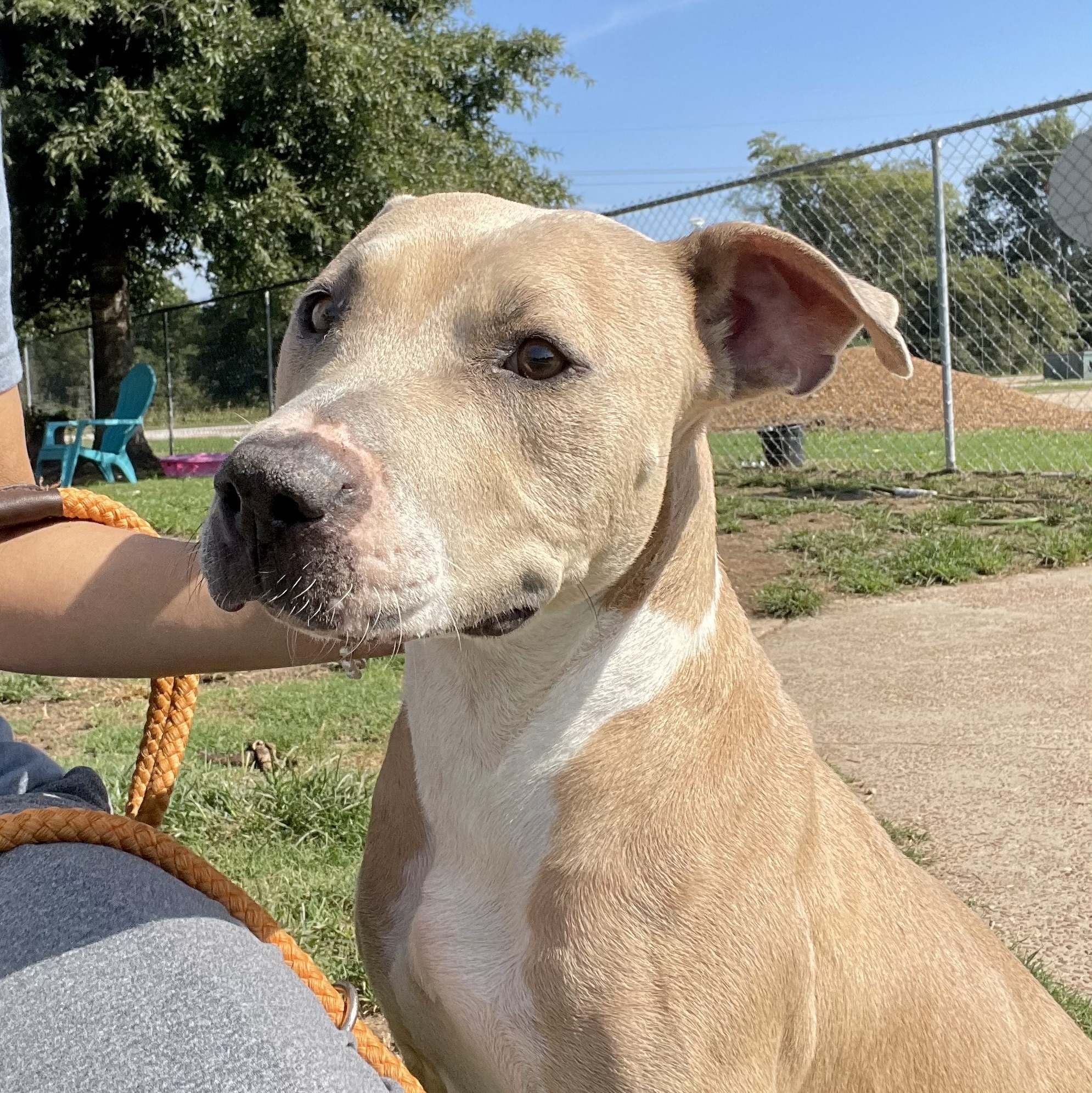 Enlarge Tillie, a Adoptable Mixed Breed in Southaven , MS image 2/6