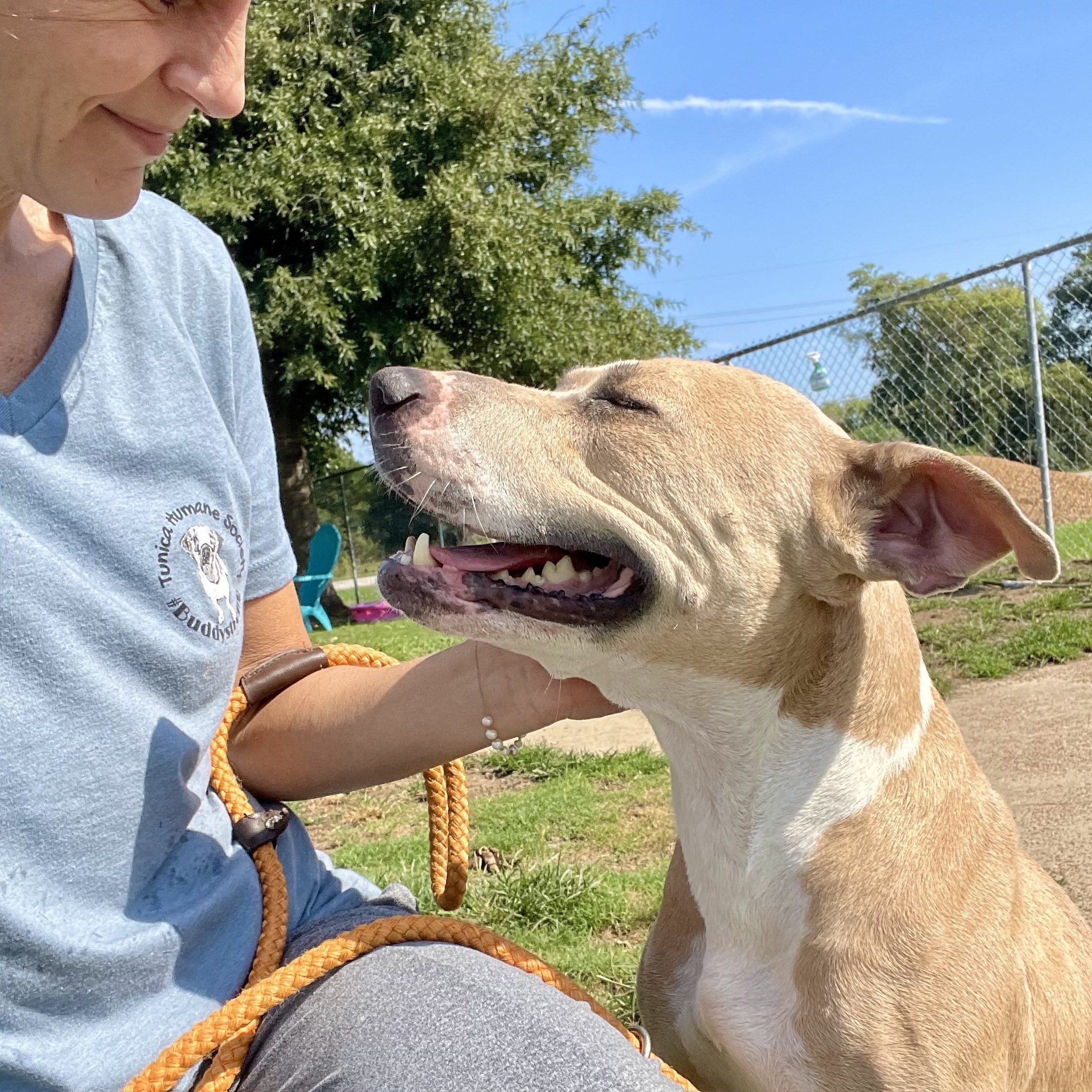 Enlarge Tillie, a Adoptable Mixed Breed in Southaven , MS image 3/6