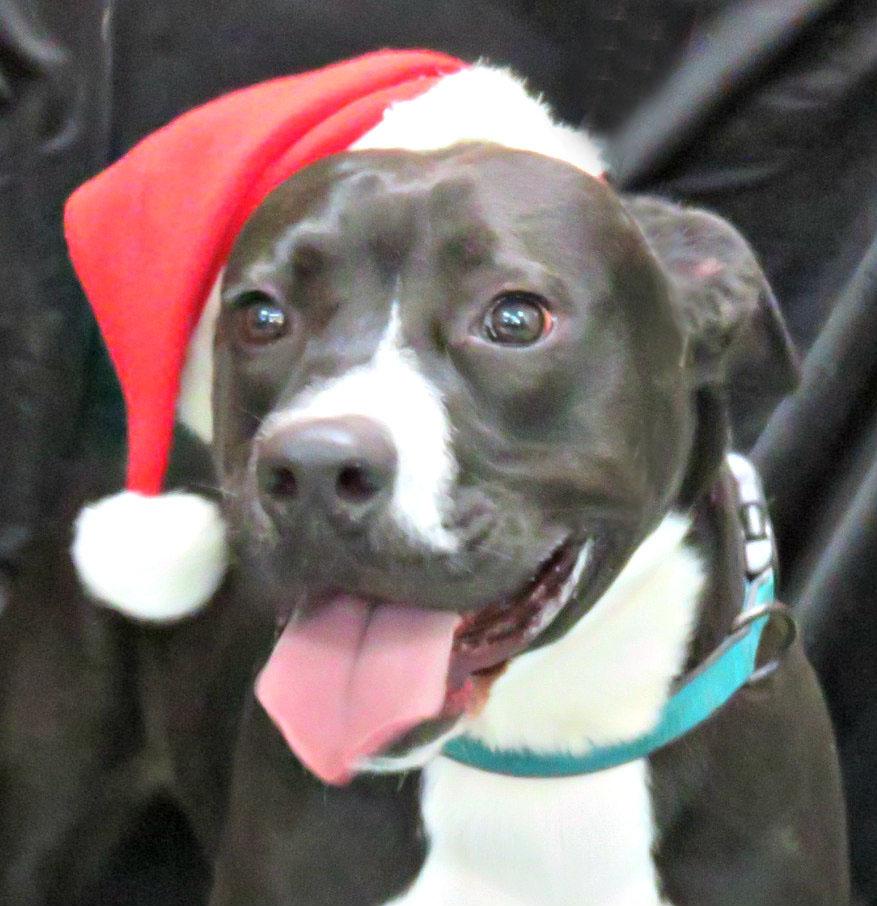 Caesar, Adoptable, Adult Male Pit Bull Terrier.