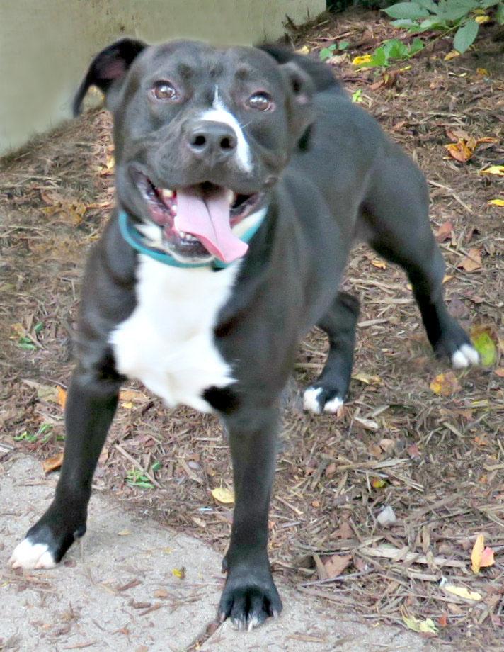Enlarge Caesar, a Adoptable mixed breed in Lexington, VA image 2/4
