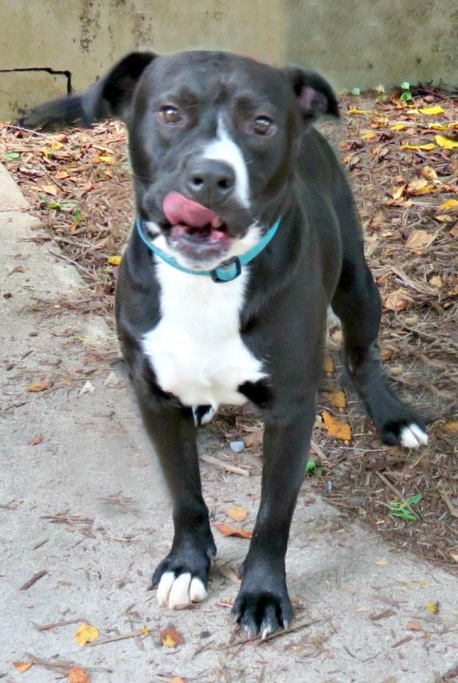 Enlarge Caesar, a Adoptable mixed breed in Lexington, VA image 3/4