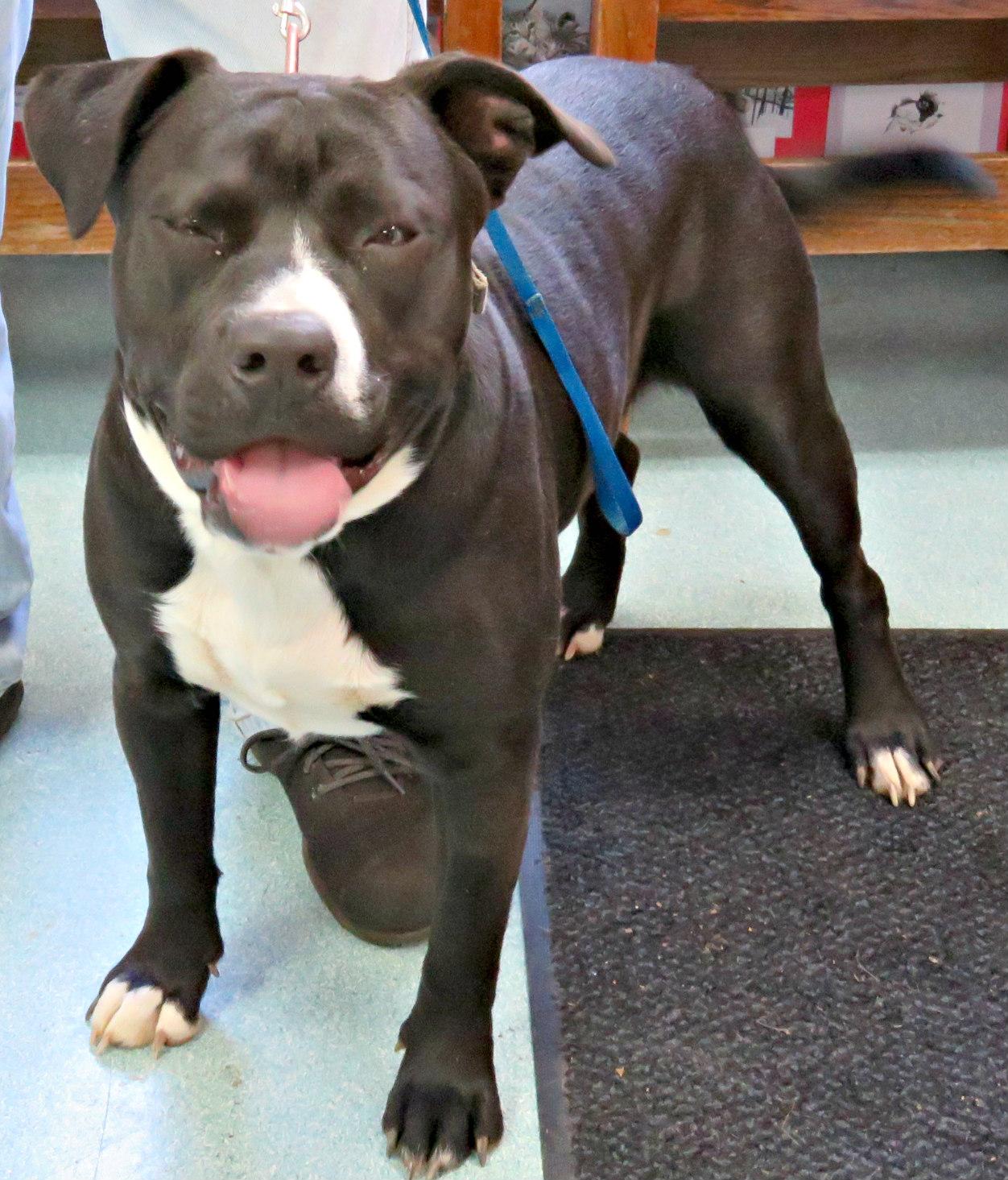 Enlarge Caesar, a Adoptable mixed breed in Lexington, VA image 4/4