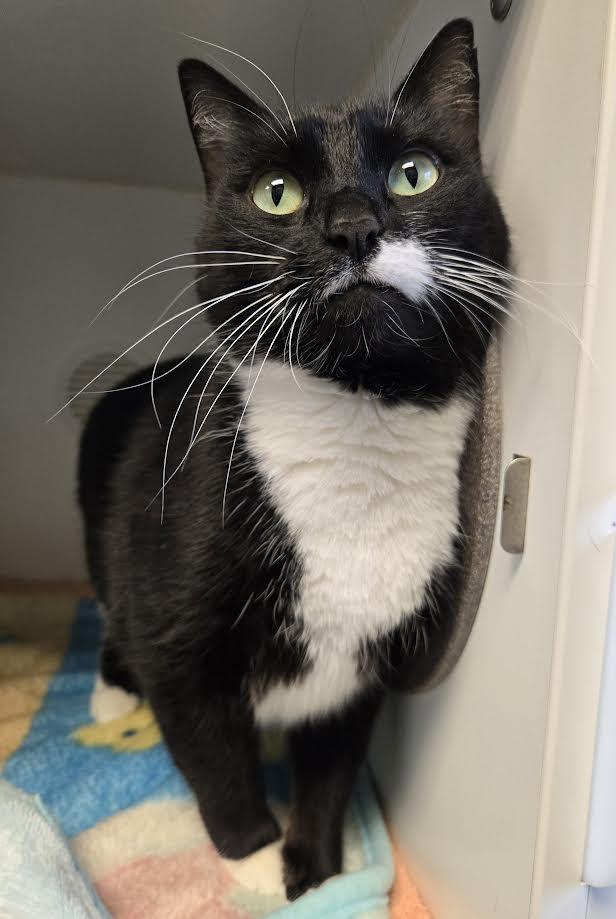 Percy, adopted, Adult Female Domestic Short Hair.