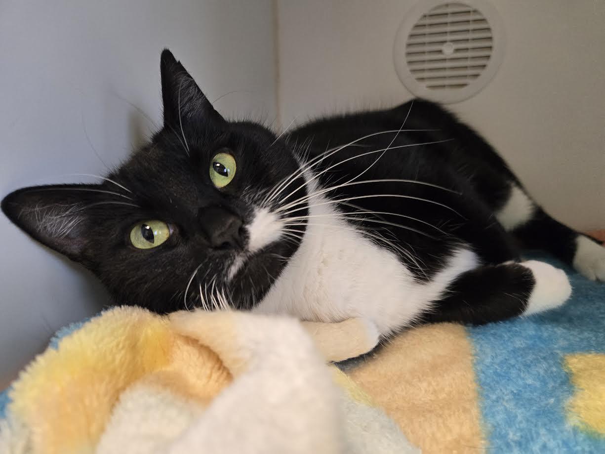 Enlarge Percy, an adopted mixed breed in Bellingham, WA image 2/4