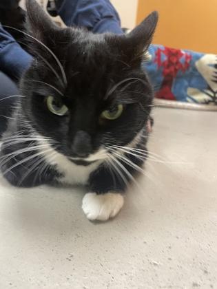 Enlarge Percy, an adopted mixed breed in Bellingham, WA image 4/4