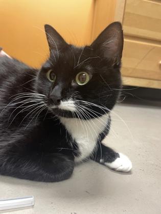 Enlarge Percy, an adopted mixed breed in Bellingham, WA image 3/4