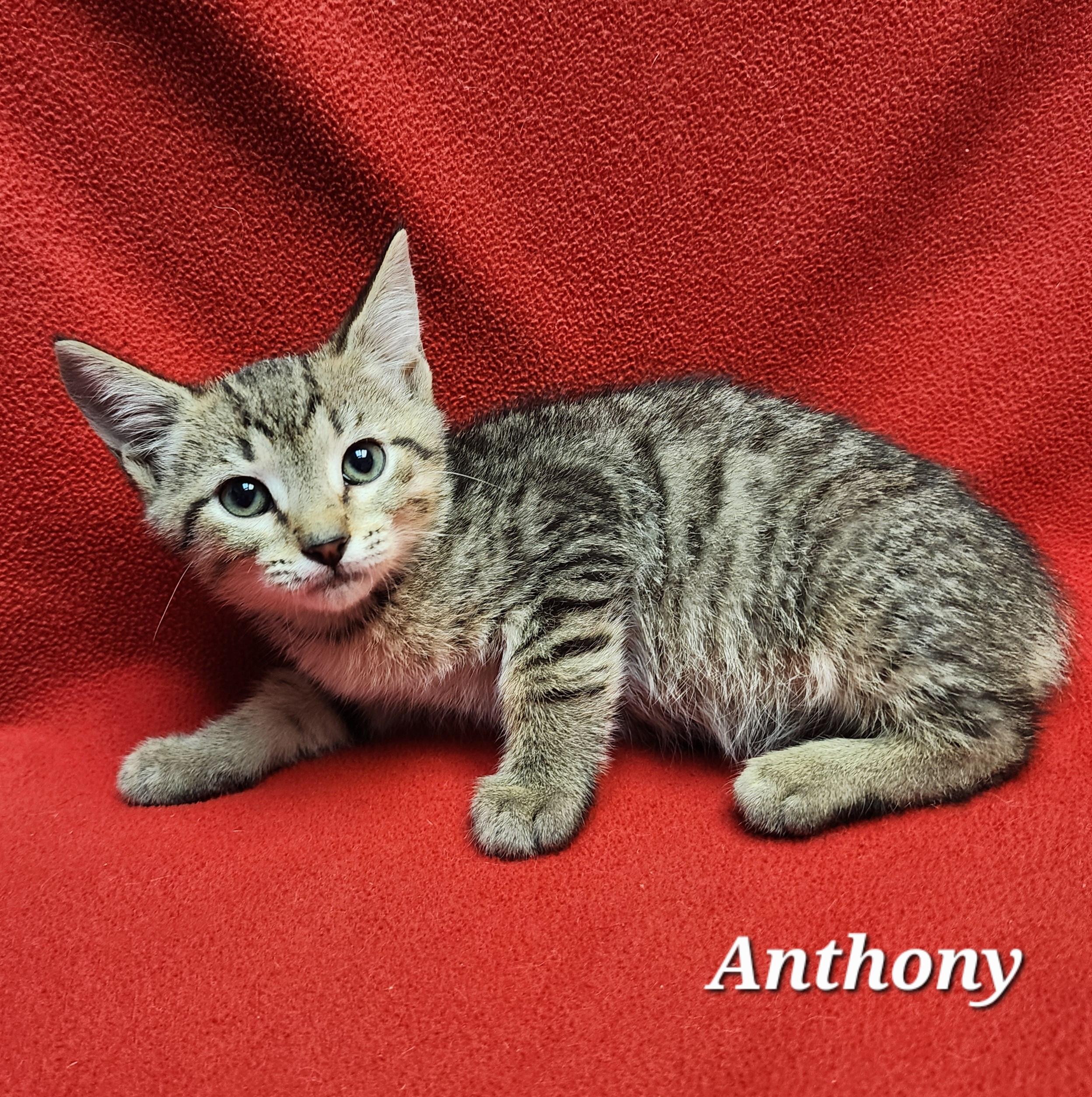 Anthony, Baby Male Domestic Short Hair