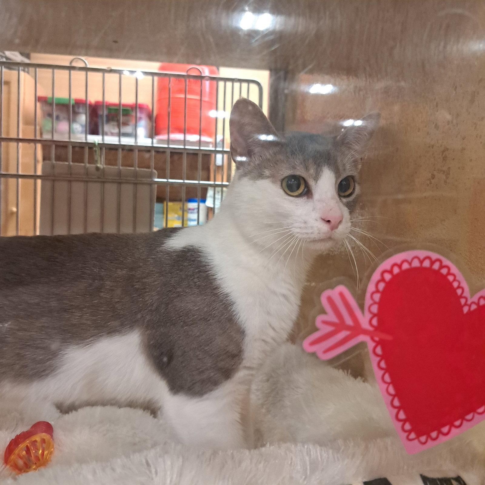 dot, Adoptable, Adult Male Domestic Short Hair.