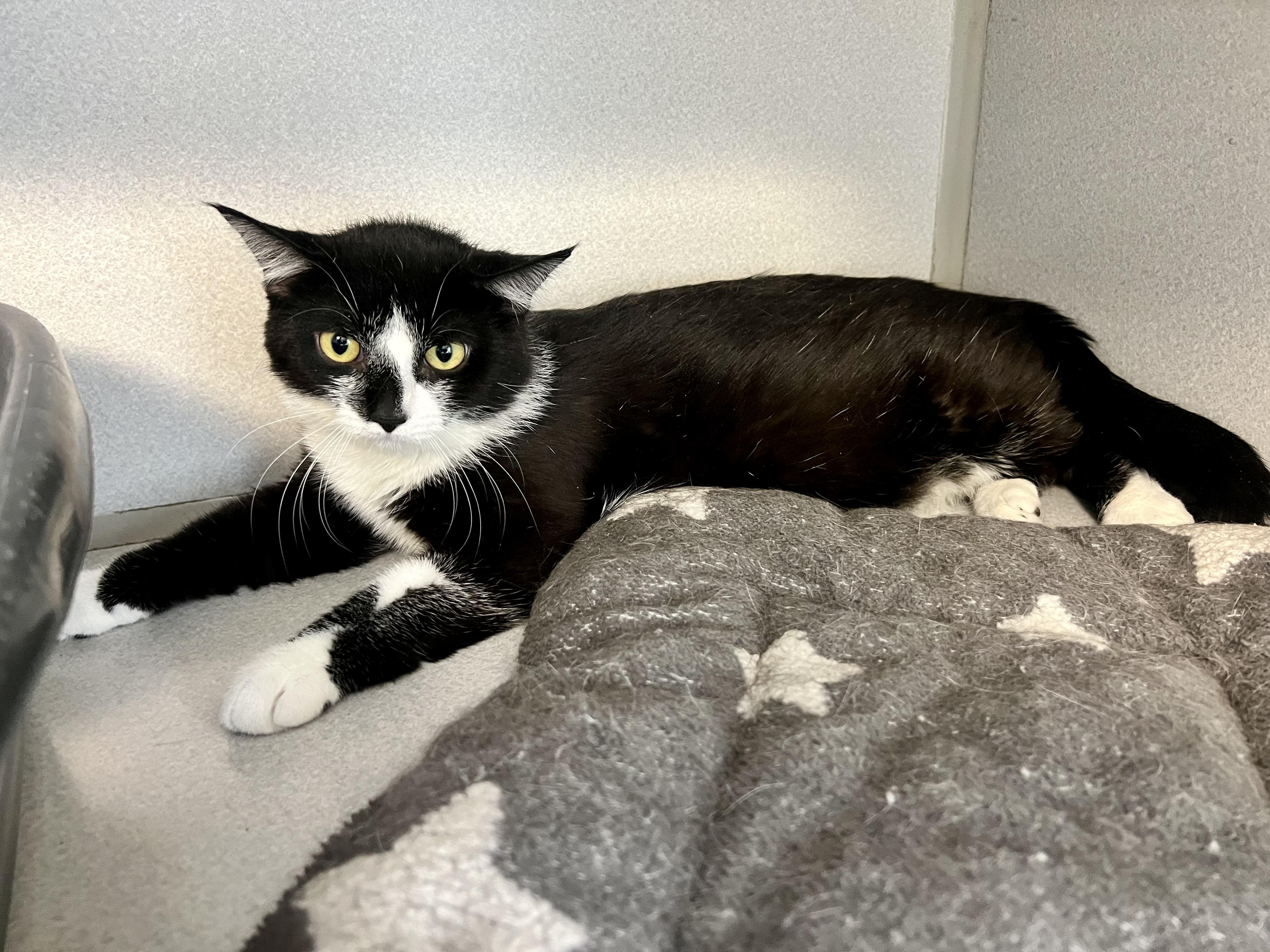 Enlarge Jerry, a ADOPTABLE Domestic Short Hair in St. Ignace, MI image 1/1