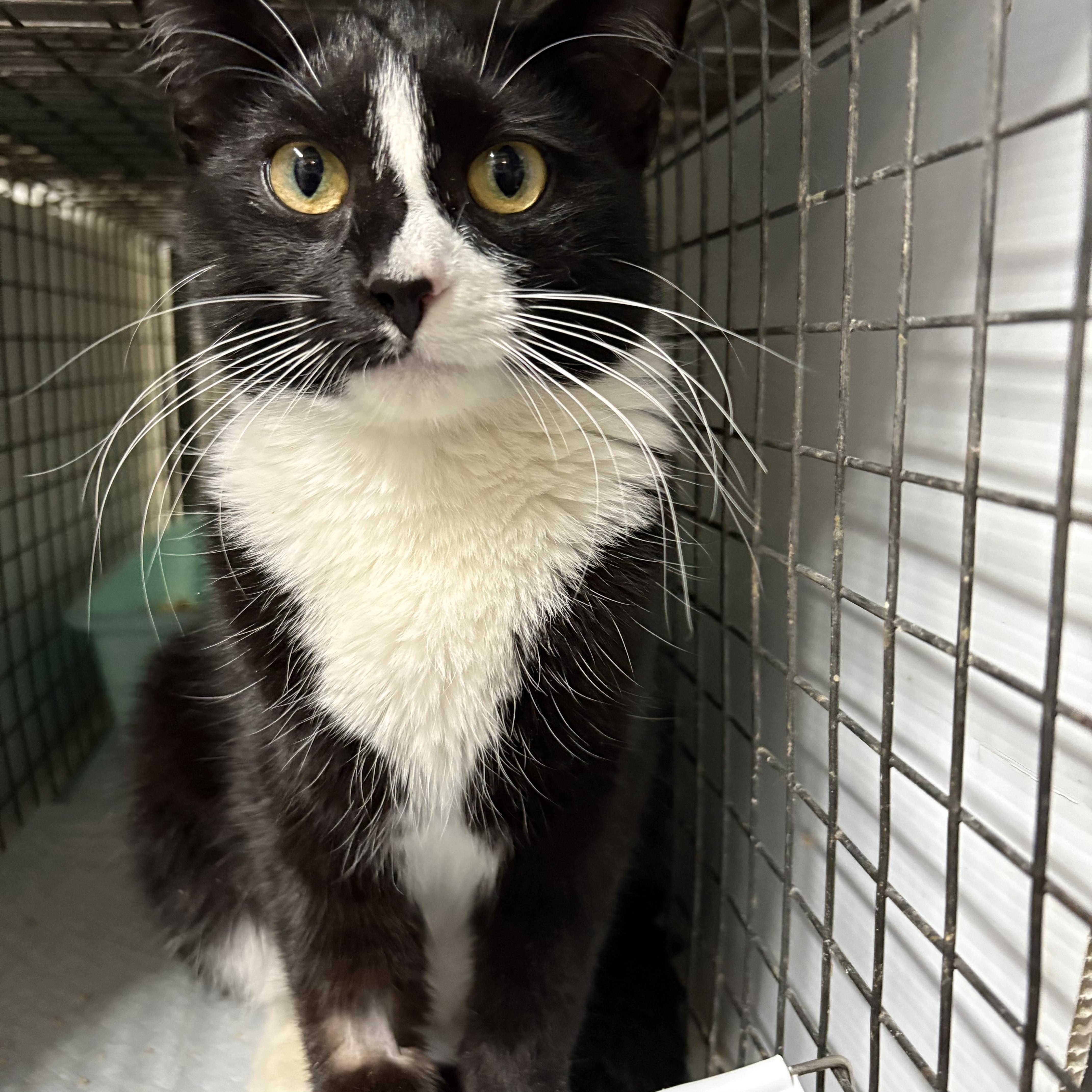 O’HARA - tiny gentle bean