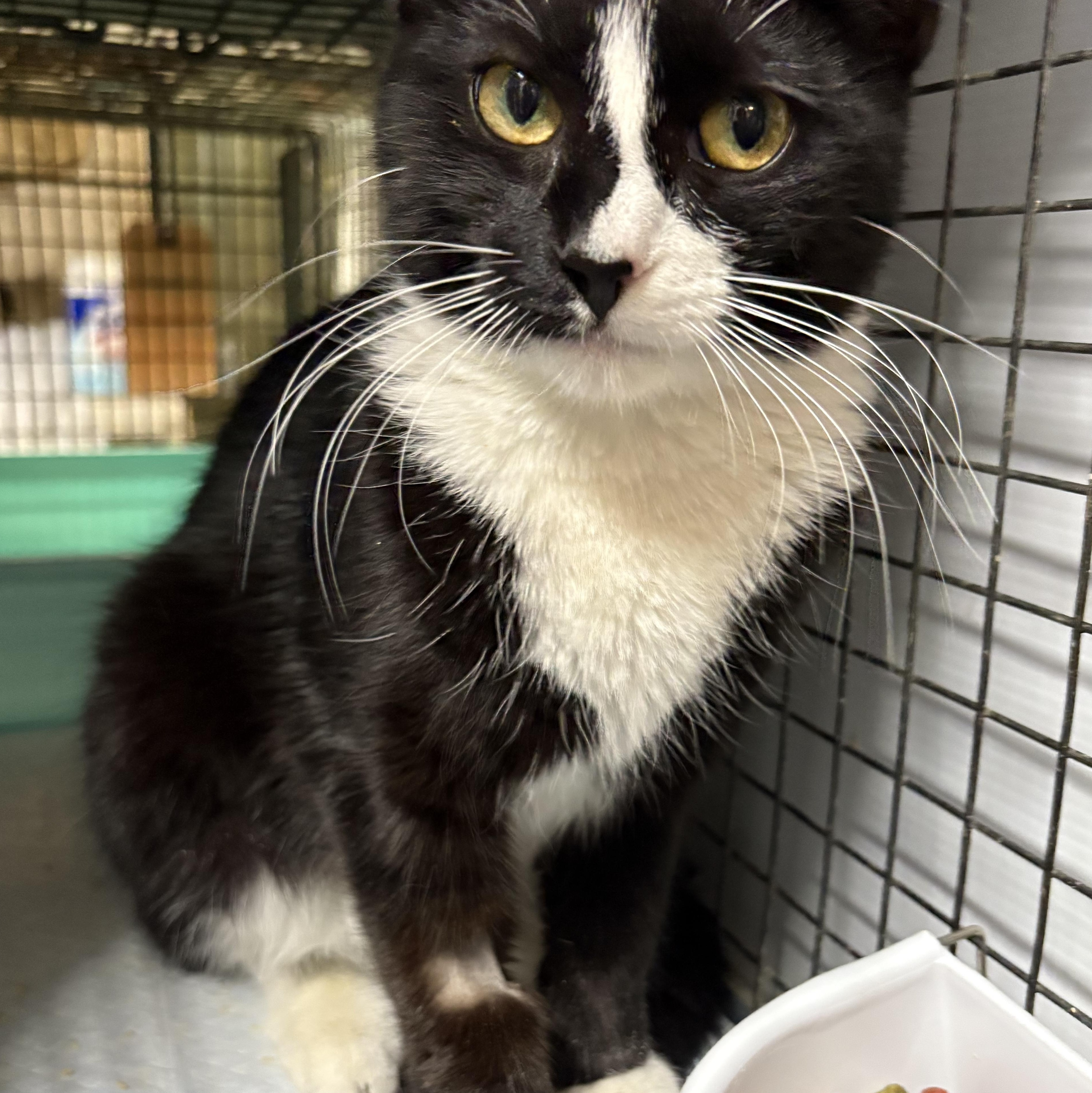 O’HARA - tiny gentle bean