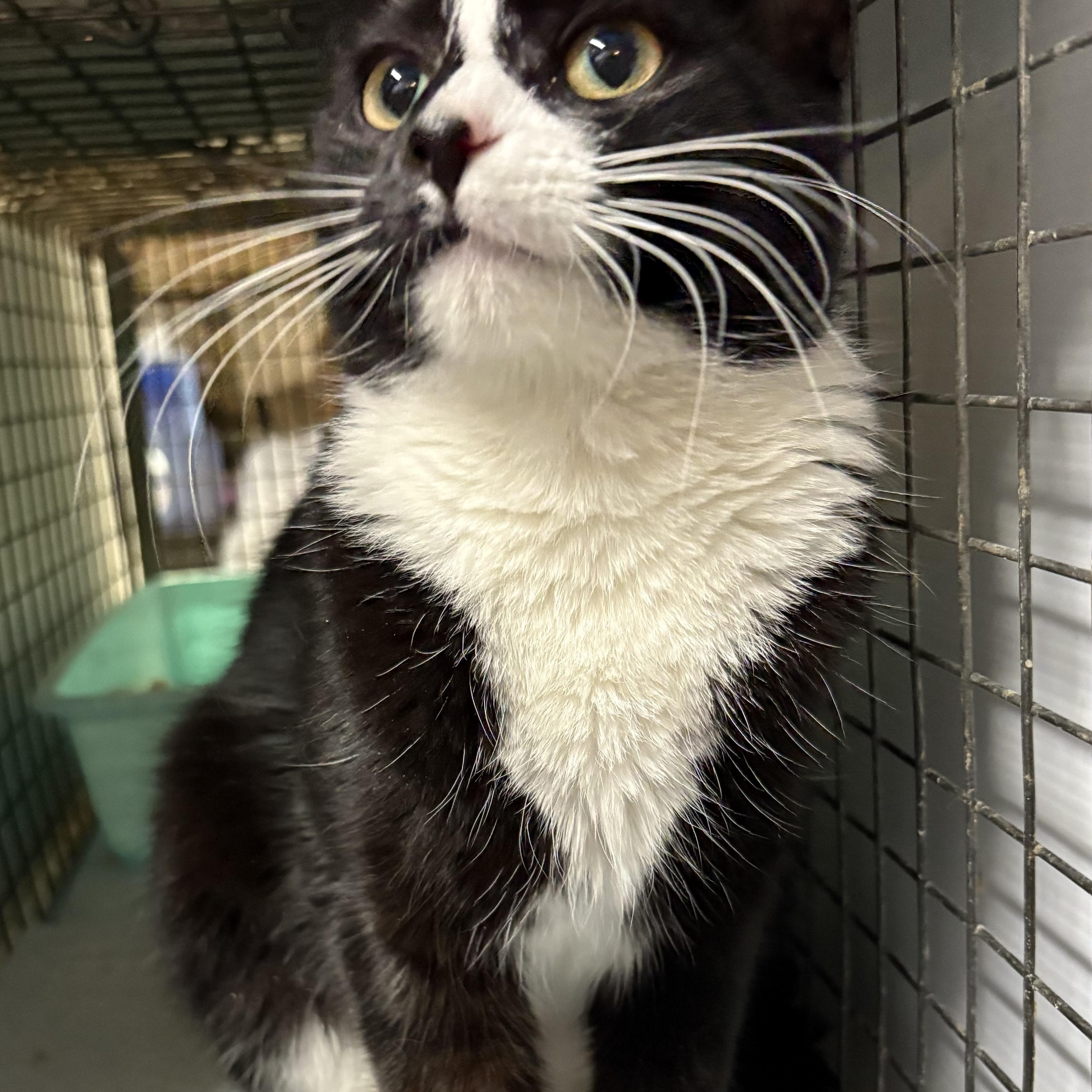 O’HARA - tiny gentle bean