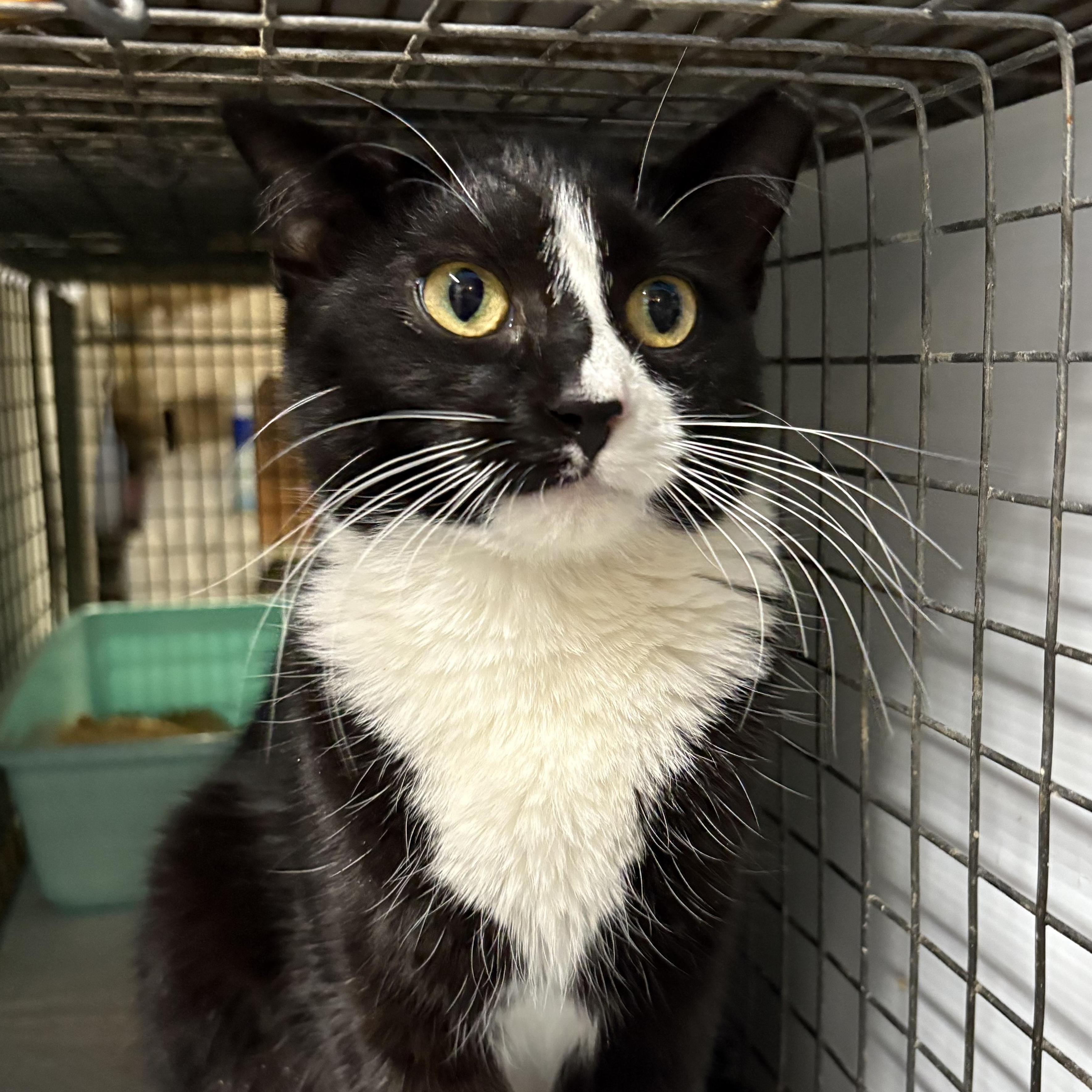 O’HARA - tiny gentle bean