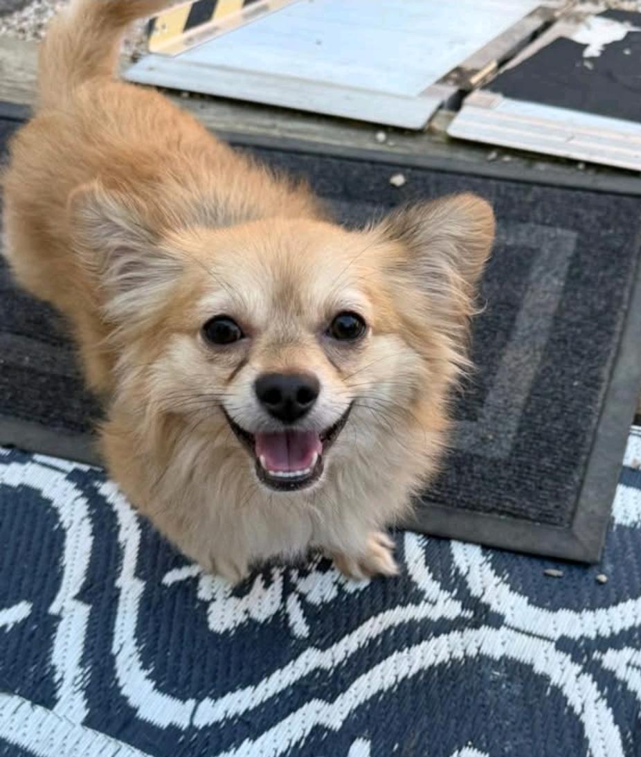 Enlarge Waldo-Pomeranian mix, a ADOPTABLE Pomeranian in Hamburg, NY image 1/6