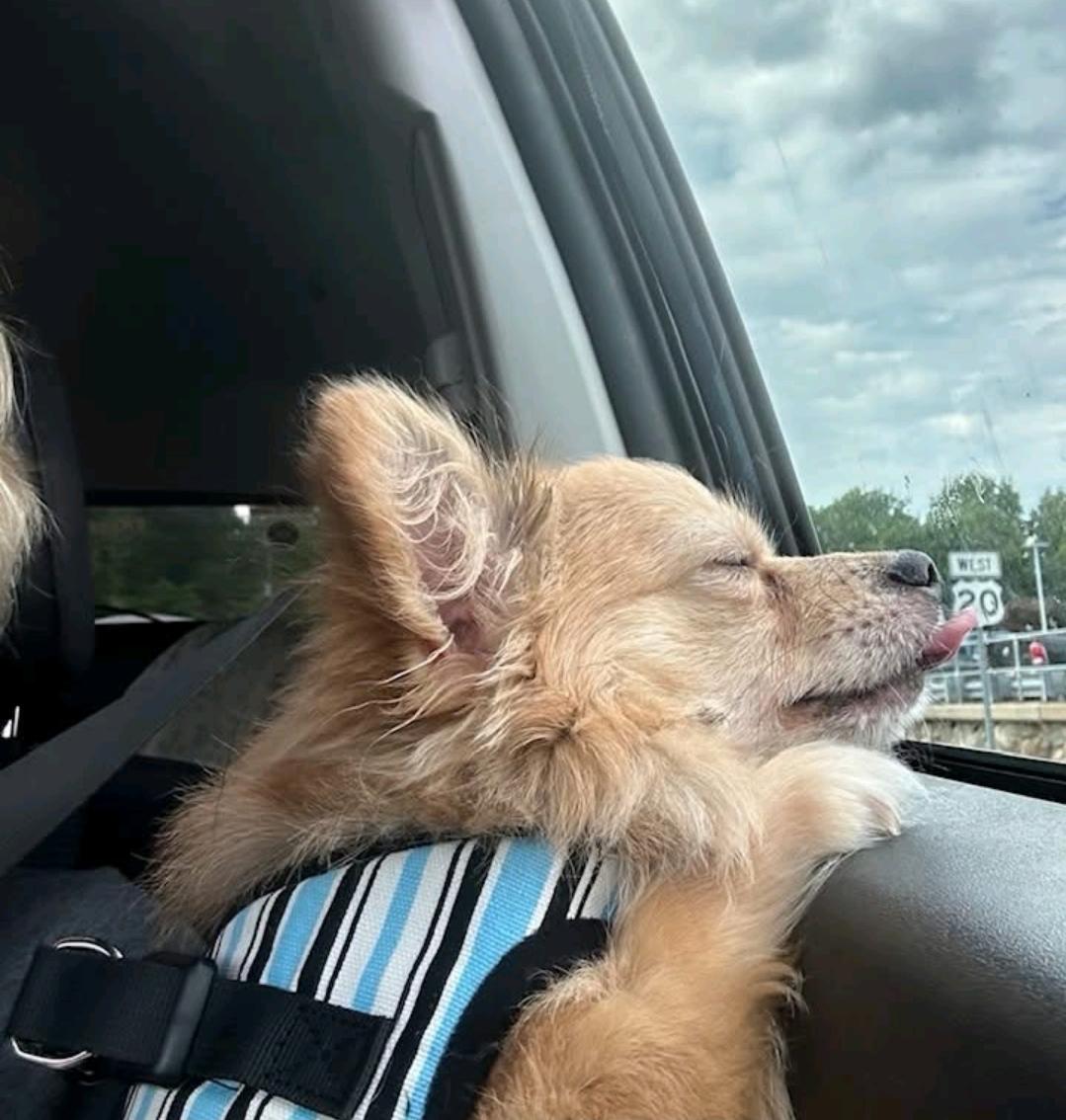 Enlarge Waldo-Pomeranian mix, a ADOPTABLE Pomeranian in Hamburg, NY image 4/6