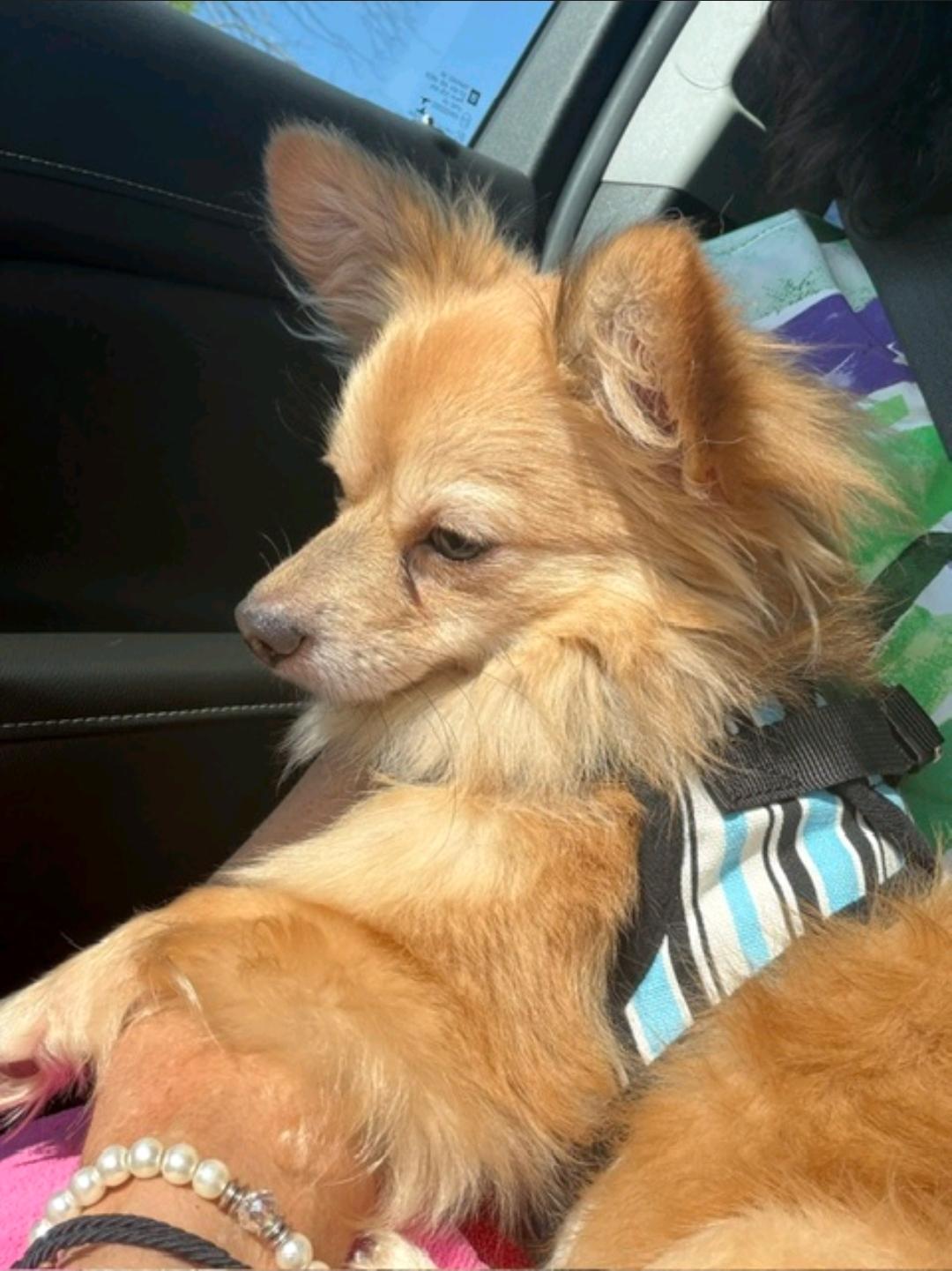 Enlarge Waldo-Pomeranian mix, a ADOPTABLE Pomeranian in Hamburg, NY image 3/6