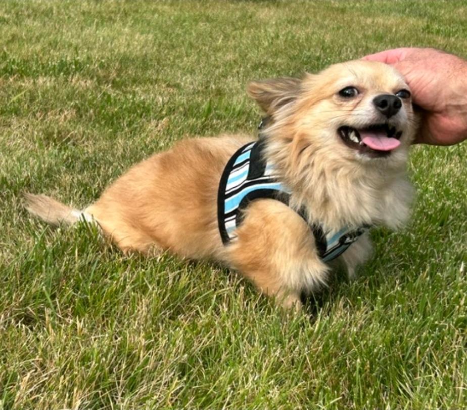 Enlarge Waldo-Pomeranian mix, a ADOPTABLE Pomeranian in Hamburg, NY image 2/6