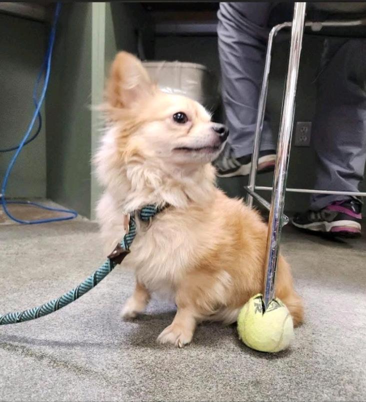 Enlarge Waldo-Pomeranian mix, a ADOPTABLE Pomeranian in Hamburg, NY image 5/6