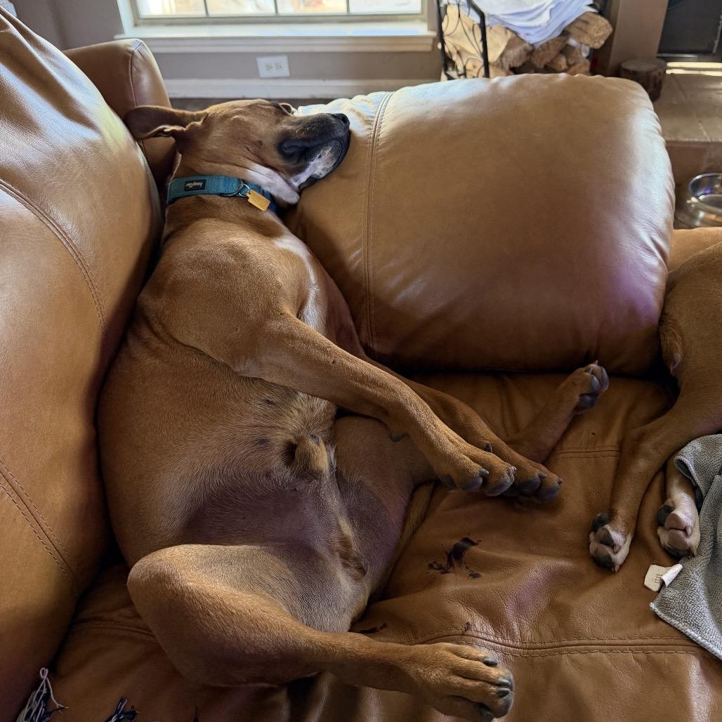Toby, a Adoptable mixed breed in Lake Station, IN image 5/6