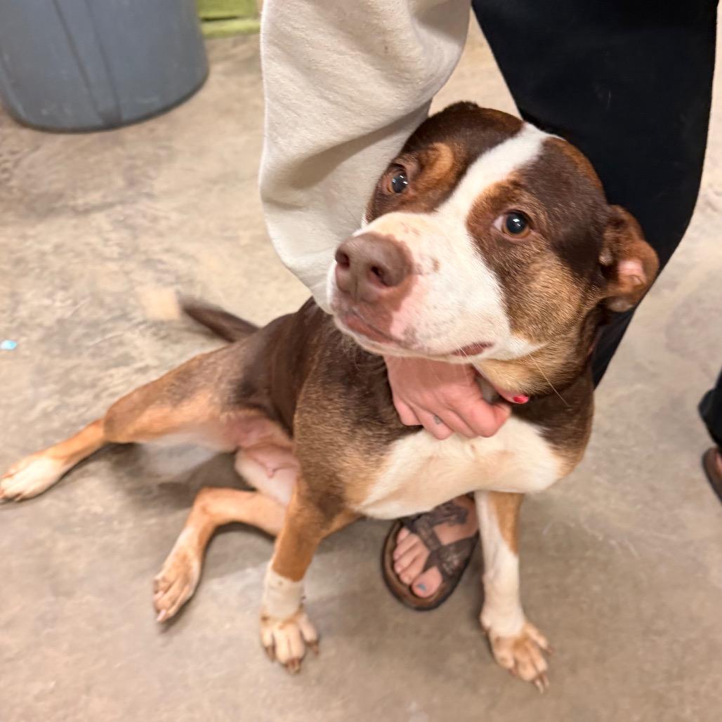 Crystal, Adoptable, Adult Female Pit Bull Terrier.