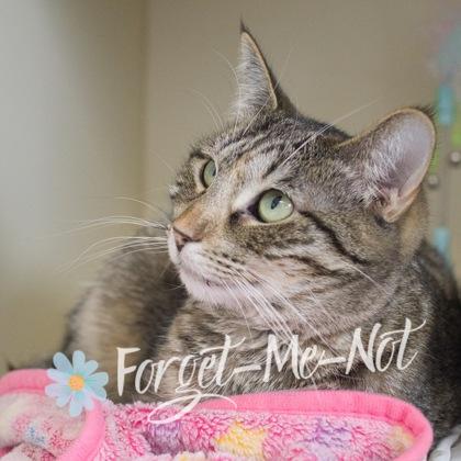 Frisky, Adoptable, Kitten Female Domestic Short Hair & Domestic Short Hair.