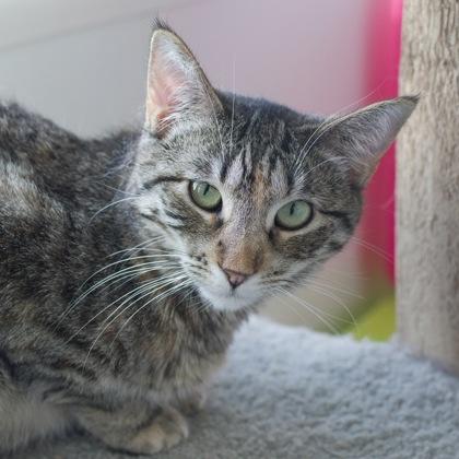 Frisky, a Adoptable mixed breed in Verona, WI image 2/2
