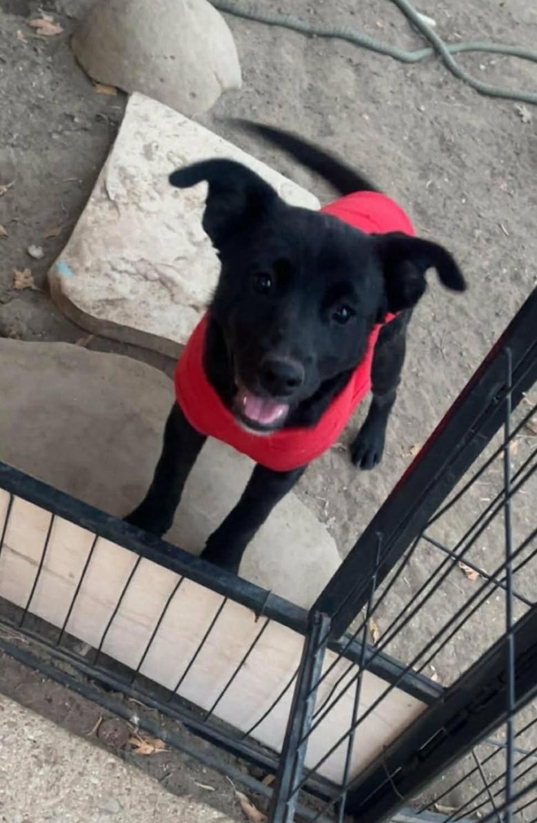 Enlarge Frida, a Adoptable mixed breed in Paramus, NJ image 4/6