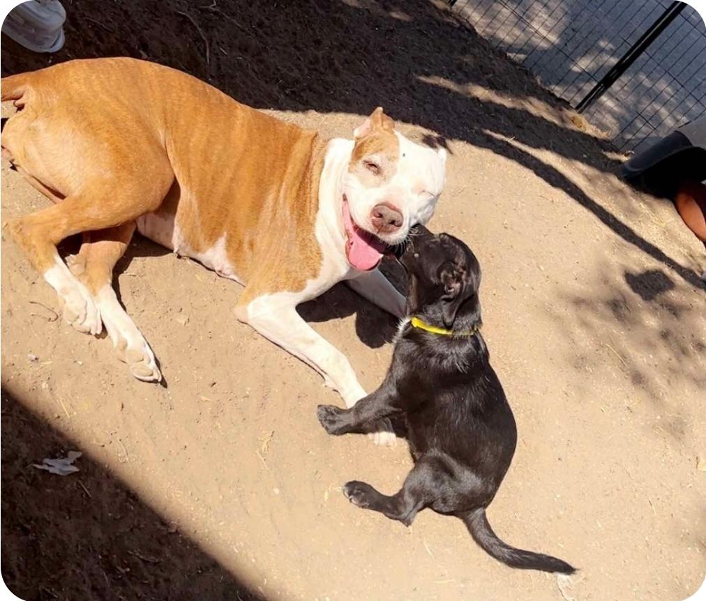 Enlarge Frida, a Adoptable mixed breed in Paramus, NJ image 5/6