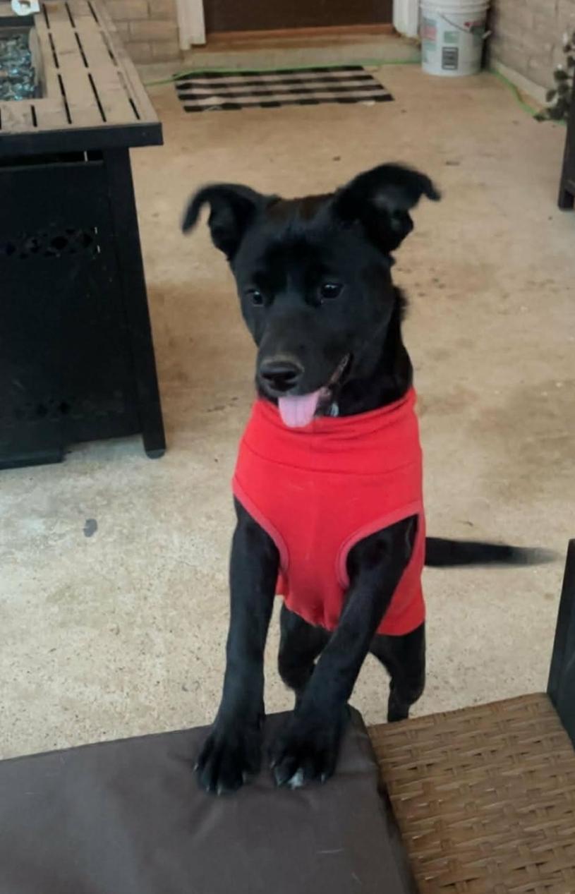 Enlarge Frida, a Adoptable mixed breed in Paramus, NJ image 2/6