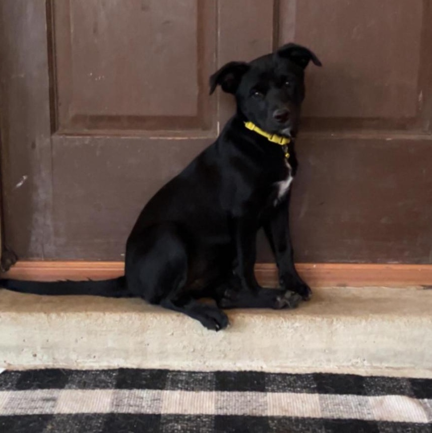 Enlarge Frida, a Adoptable mixed breed in Paramus, NJ image 1/6