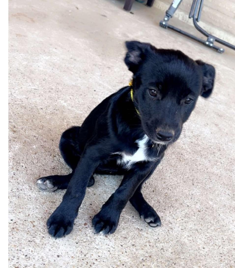 Frida, Adoptable, Puppy Female Husky.