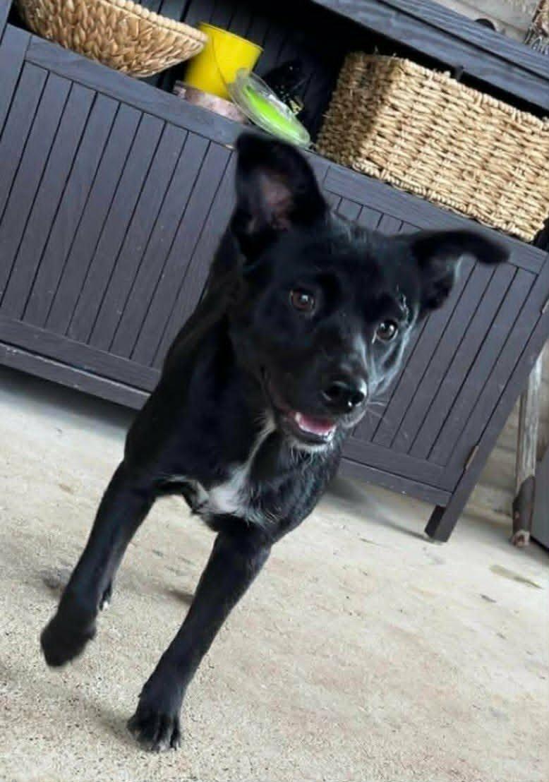 Frida, Adoptable, Puppy Female Husky.