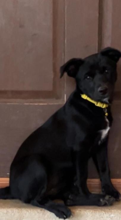 Frida, Adoptable, Puppy Female Husky.