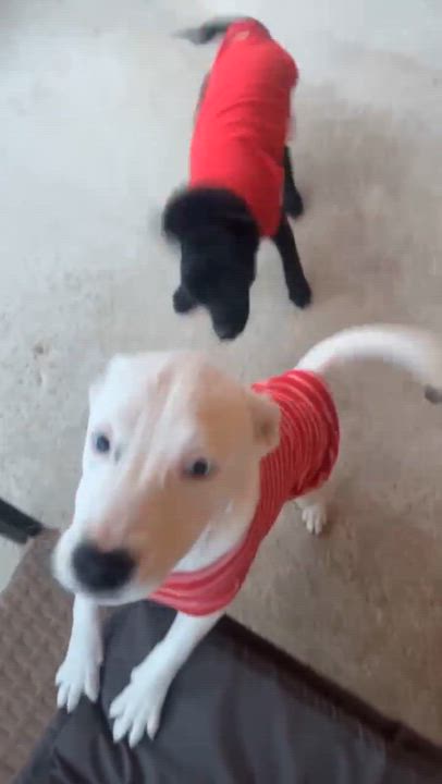 Enlarge Frida, a Adoptable mixed breed in Paramus, NJ video 3/6