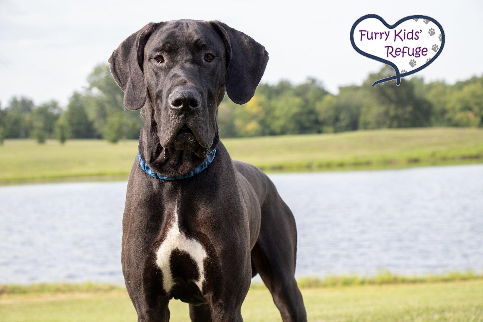 Tank, Adoptable, Adult Male Great Dane.