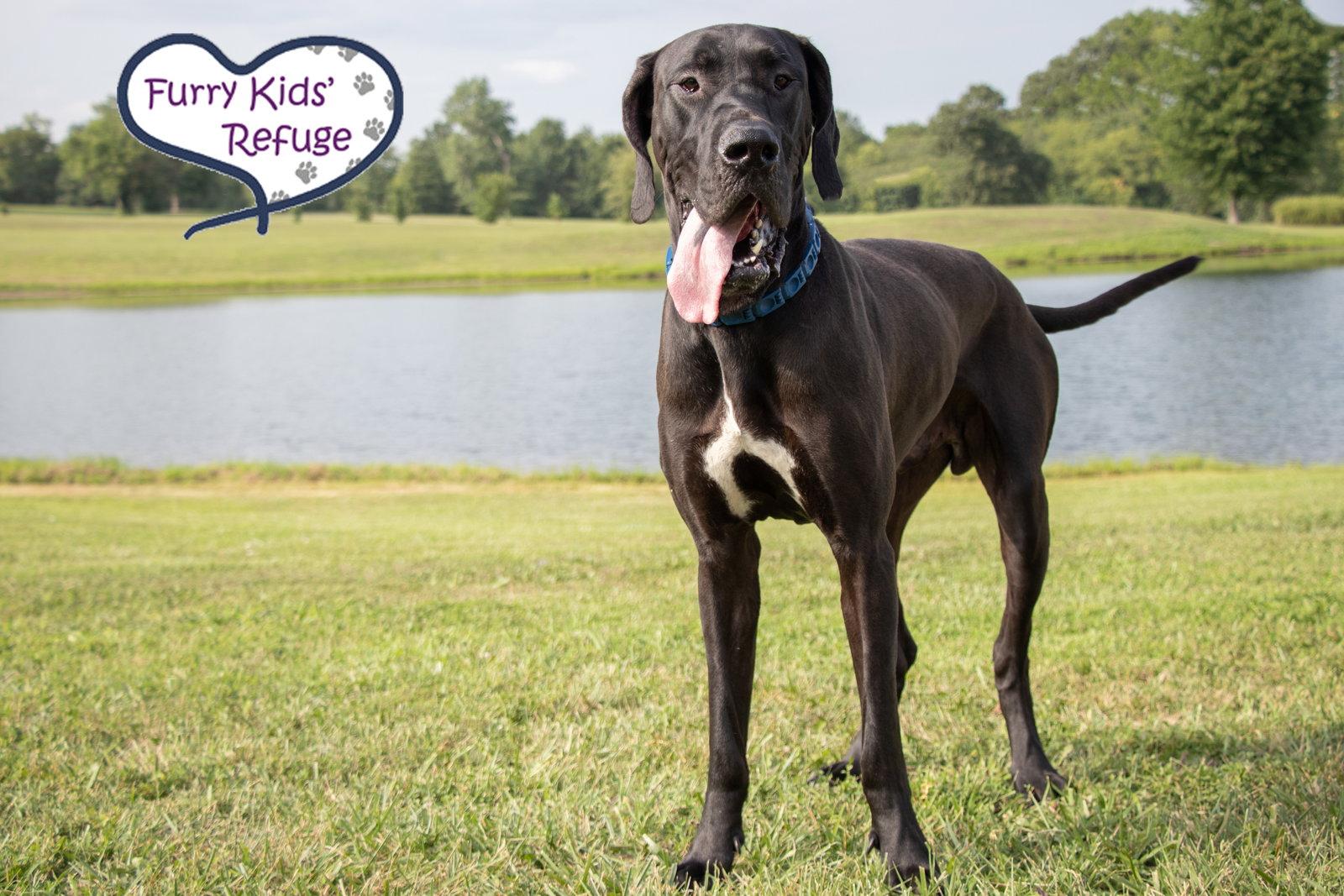 Enlarge Tank, a Adoptable Great Dane in Lee's Summit, MO image 2/3