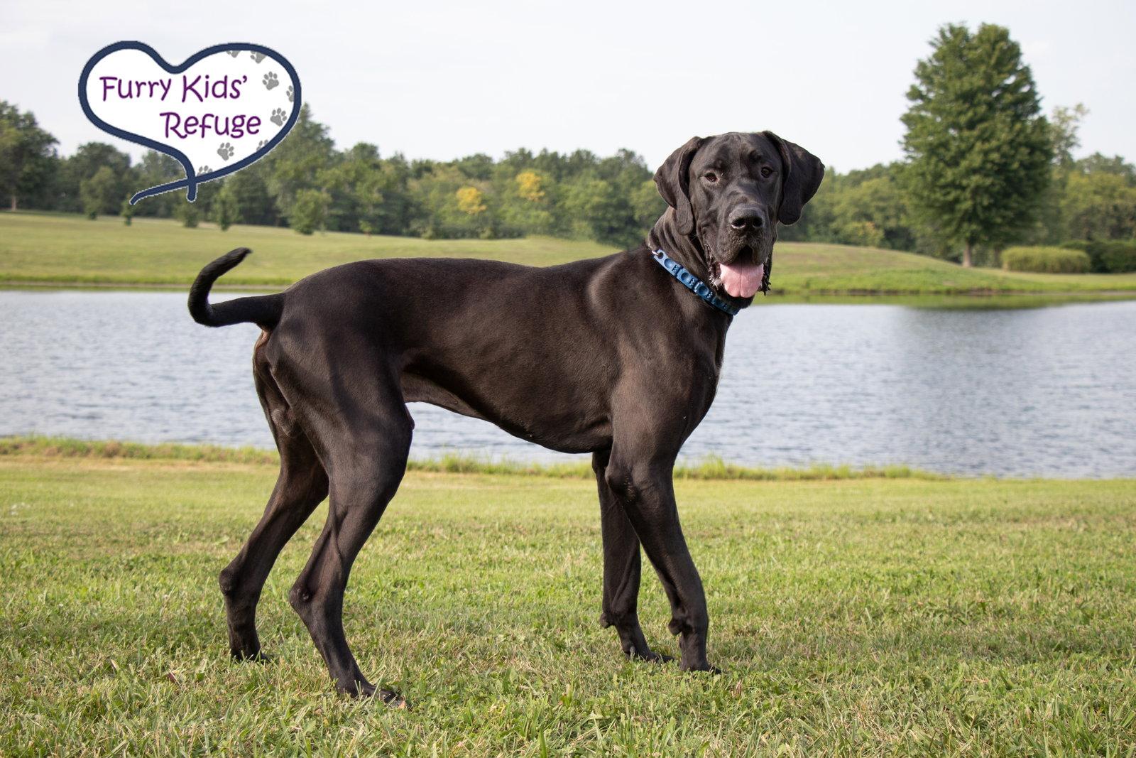 Enlarge Tank, a Adoptable Great Dane in Lee's Summit, MO image 3/3