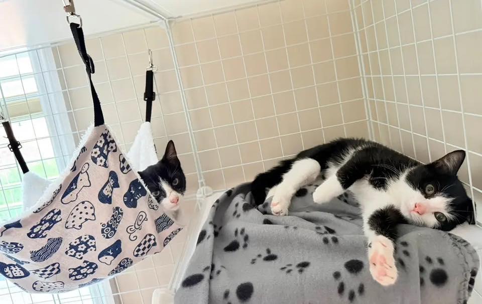 Chummy, a Adoptable Domestic Short Hair in Richmond, KY image 4/6