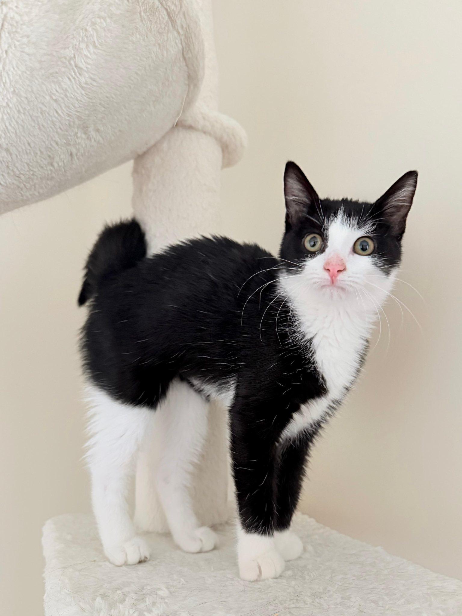 Chummy, a Adoptable Domestic Short Hair in Richmond, KY image 5/6