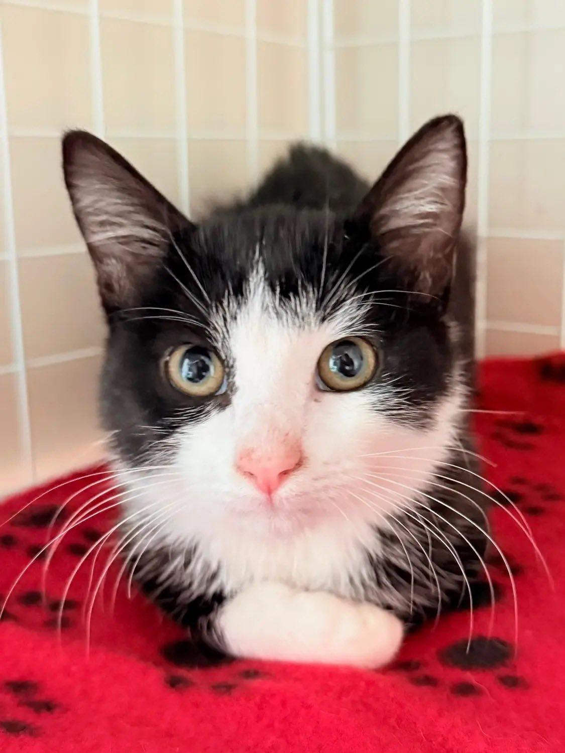 Chummy, a Adoptable Domestic Short Hair in Richmond, KY image 6/6