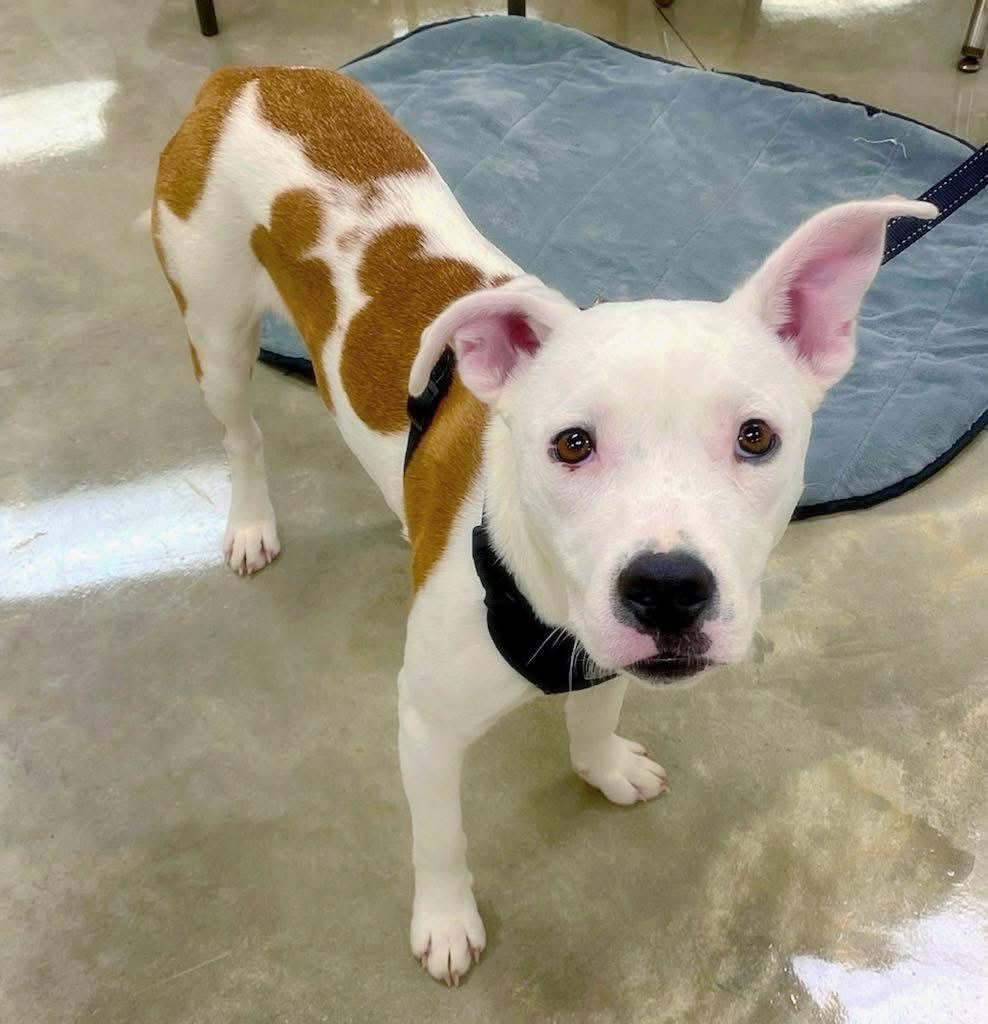 Charlie, Adoptable, Young Male American Bulldog.